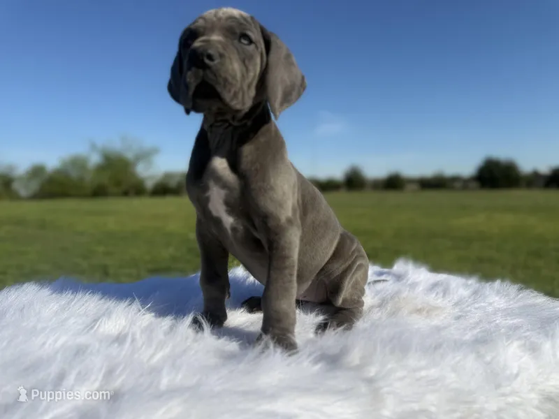 Romona (Full Euro)  – Great Dane puppy for sale in Locust Grove, OK