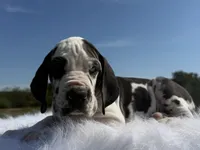 Vincent(Full Euro blue eye harlequin), a male Great Dane for sale in Locust Grove, OK – 2 of 6