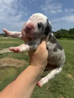 Lucifer(Full Euro harlequin), a male Great Dane for sale in Locust Grove, OK – 2 of 5