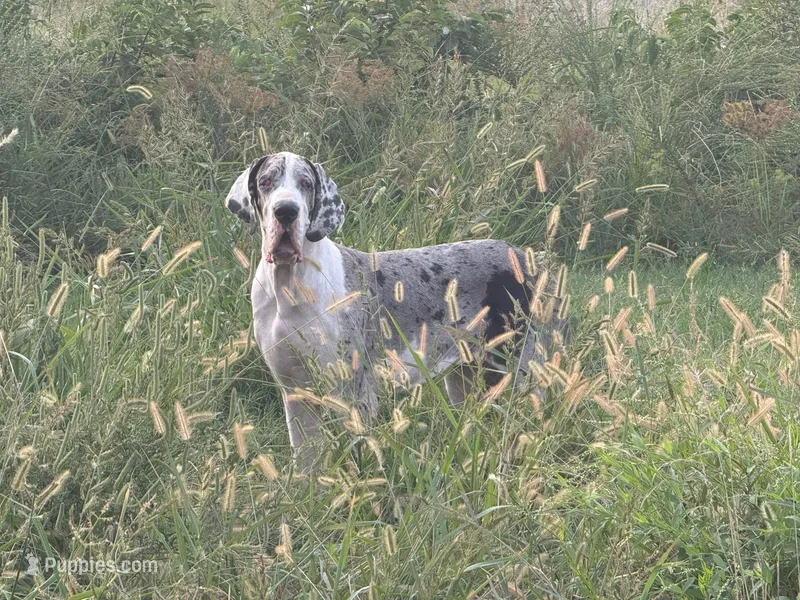 Fleur(Serbian Import) – Great Dane puppy for sale in Locust Grove, OK