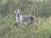 Fleur(Serbian Import), a female Great Dane for sale in Locust Grove, OK – 1 of 1