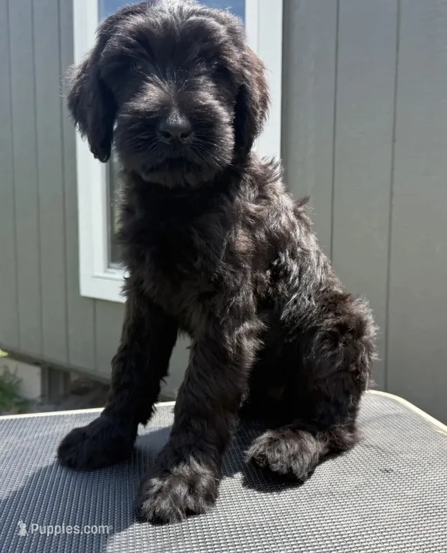 Lucas (Champion Parents) – Giant Schnauzer puppy for sale in Locust Grove, OK