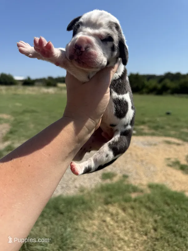 Vincent(Full Euro)  – Great Dane puppy for sale in Locust Grove, OK