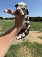 Vincent(Full Euro) , a male Great Dane for sale in Locust Grove, OK – 1 of 2