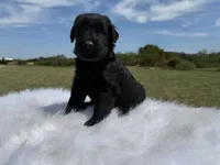 Ronaldo (Top Bloodlines), a male Giant Schnauzer for sale in Locust Grove, OK – 2 of 5