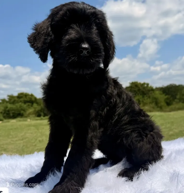 Luisa(Champion Parents)  – Giant Schnauzer puppy for sale in Locust Grove, OK