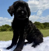 Luisa(Champion Parents) , a female Giant Schnauzer for sale in Locust Grove, OK – 1 of 1