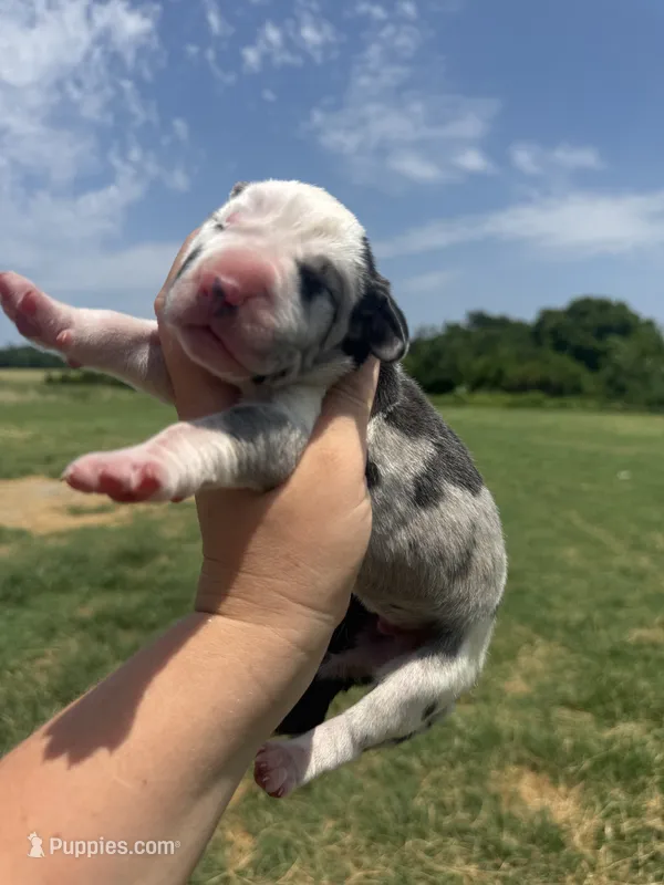 Lucifer(Full Euro harlequin) – Great Dane puppy for sale in Locust Grove, OK