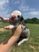 Lucifer(Full Euro harlequin), a male Great Dane for sale in Locust Grove, OK – 1 of 5