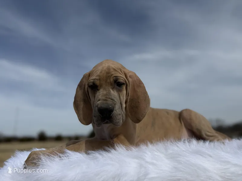 Heracles (Euro Blue brindle)