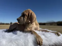 Heracles (Euro Blue brindle), a male Great Dane for sale in Locust Grove, OK – Photo 2 of 2