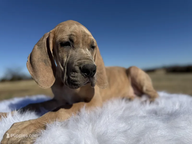Heracles (Euro Blue brindle)