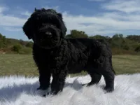 James(champion sire/ w/tail), a male Giant Schnauzer for sale in Locust Grove, OK – 2 of 7
