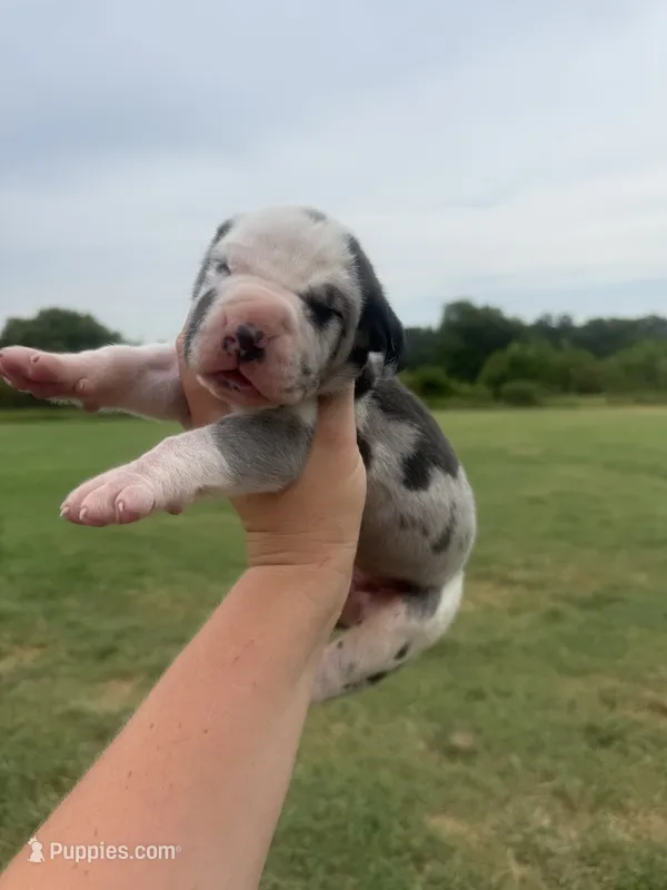 Lucifer(Full Euro harlequin) – Great Dane puppy for sale in Locust Grove, OK