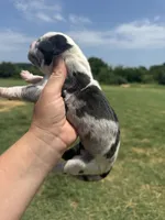 Lucifer(Full Euro harlequin), a male Great Dane for sale in Locust Grove, OK – 3 of 5