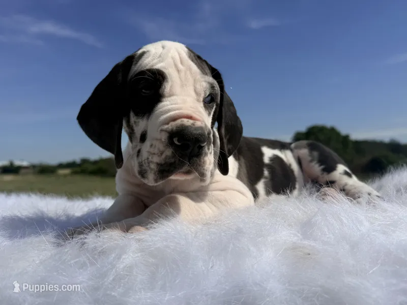 Vincent(Full Euro blue eye harlequin) – Great Dane puppy for sale in Locust Grove, OK