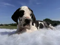 Vincent(Full Euro blue eye harlequin), a male Great Dane for sale in Locust Grove, OK – 1 of 6