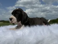 Jane (Full Euro), a female Great Dane for sale in Locust Grove, OK – 2 of 2