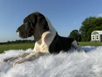 Daria(Full Euro Mantle), a female Great Dane for sale in Locust Grove, OK – 1 of 2