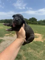Val(Full Euro), a female Great Dane for sale in Locust Grove, OK – 1 of 3