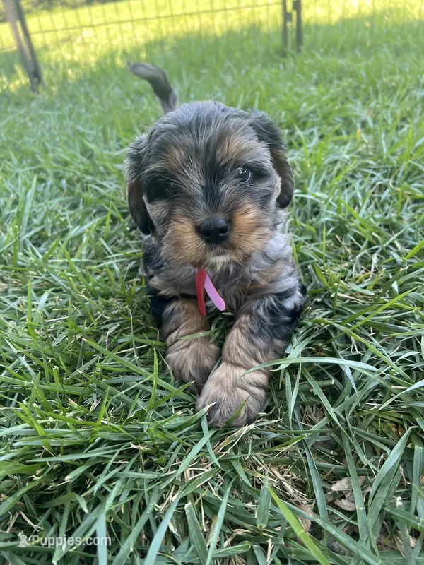 Red Munchkin Bernedoodle – Cavalier King Charles Spaniel, Miniature Bernedoodle puppy for sale in Wilton, CA