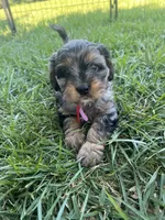Red Munchkin Bernedoodle, a male Cavalier King Charles Spaniel and Miniature Bernedoodle for sale in Wilton, CA – 1 of 6