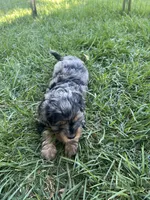 Red Munchkin Bernedoodle, a male Cavalier King Charles Spaniel and Miniature Bernedoodle for sale in Wilton, CA – 6 of 6