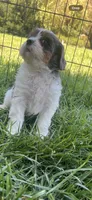 Blue Munchkin Bernedoodle, a male Cavalier King Charles Spaniel and Miniature Bernedoodle for sale in Wilton, CA – 3 of 10