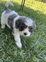 Blue Munchkin Bernedoodle, a male Cavalier King Charles Spaniel and Miniature Bernedoodle for sale in Wilton, CA – 5 of 10