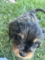 Brown Munchkin Bernedoodle, a male Cavalier King Charles Spaniel and Miniature Bernedoodle for sale in Wilton, CA – 8 of 8