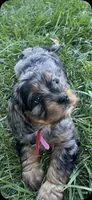 Red Munchkin Bernedoodle, a male Cavalier King Charles Spaniel and Miniature Bernedoodle for sale in Wilton, CA – 3 of 6