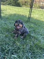 Brown Munchkin Bernedoodle, a male Cavalier King Charles Spaniel and Miniature Bernedoodle for sale in Wilton, CA – 7 of 8