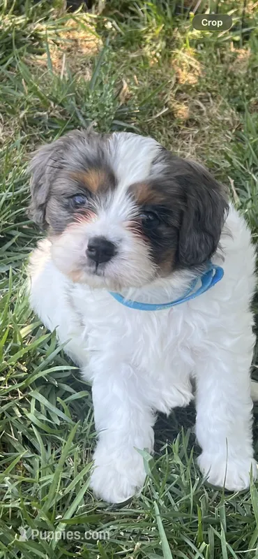 Blue Munchkin Bernedoodle – Cavalier King Charles Spaniel, Miniature Bernedoodle puppy for sale in Wilton, CA