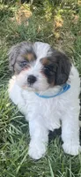 Blue Munchkin Bernedoodle, a male Cavalier King Charles Spaniel and Miniature Bernedoodle for sale in Wilton, CA – 1 of 10
