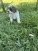 Blue Munchkin Bernedoodle, a male Cavalier King Charles Spaniel and Miniature Bernedoodle for sale in Wilton, CA – 10 of 10
