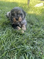 Red Munchkin Bernedoodle, a male Cavalier King Charles Spaniel and Miniature Bernedoodle for sale in Wilton, CA – 4 of 6