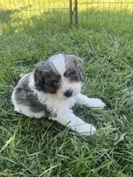 Blue Munchkin Bernedoodle, a male Cavalier King Charles Spaniel and Miniature Bernedoodle for sale in Wilton, CA – 8 of 10