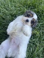 Blue Munchkin Bernedoodle, a male Cavalier King Charles Spaniel and Miniature Bernedoodle for sale in Wilton, CA – 2 of 10