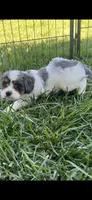 Blue Munchkin Bernedoodle, a male Cavalier King Charles Spaniel and Miniature Bernedoodle for sale in Wilton, CA – 9 of 10