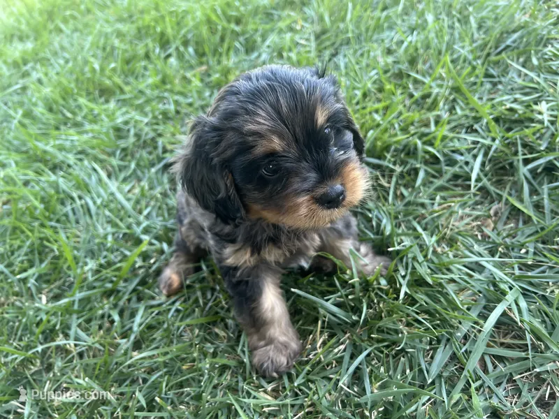 Brown Munchkin Bernedoodle – Cavalier King Charles Spaniel, Miniature Bernedoodle puppy for sale in Wilton, CA