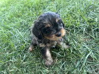 Brown Munchkin Bernedoodle, a male Cavalier King Charles Spaniel and Miniature Bernedoodle for sale in Wilton, CA – 2 of 8