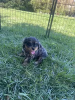 Brown Munchkin Bernedoodle, a male Cavalier King Charles Spaniel and Miniature Bernedoodle for sale in Wilton, CA – 6 of 8