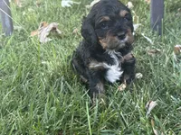 Purple Munchkin Bernedoodle , a male Cavalier King Charles Spaniel and Miniature Bernedoodle for sale in Wilton, CA – 1 of 5