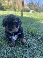 Brown Munchkin Bernedoodle, a male Cavalier King Charles Spaniel and Miniature Bernedoodle for sale in Wilton, CA – 4 of 8