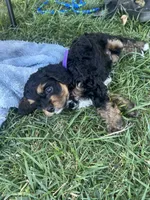 Purple Munchkin Bernedoodle , a male Cavalier King Charles Spaniel and Miniature Bernedoodle for sale in Wilton, CA – 3 of 5