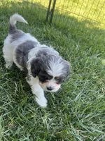Blue Munchkin Bernedoodle, a male Cavalier King Charles Spaniel and Miniature Bernedoodle for sale in Wilton, CA – 6 of 10