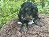 Purple Munchkin Bernedoodle , a male Cavalier King Charles Spaniel and Miniature Bernedoodle for sale in Wilton, CA – 5 of 5
