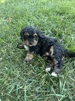 Purple Munchkin Bernedoodle , a male Cavalier King Charles Spaniel and Miniature Bernedoodle for sale in Wilton, CA – 2 of 5