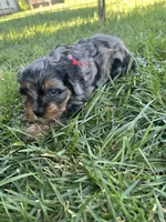 Red Munchkin Bernedoodle, a male Cavalier King Charles Spaniel and Miniature Bernedoodle for sale in Wilton, CA – 2 of 6