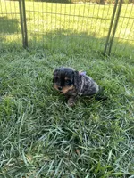 Brown Munchkin Bernedoodle, a male Cavalier King Charles Spaniel and Miniature Bernedoodle for sale in Wilton, CA – 5 of 8